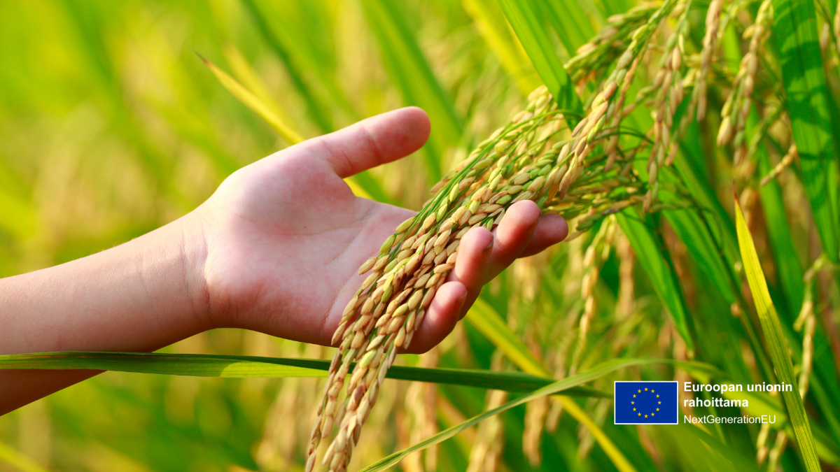 Kuva on symbolinen: siinä on kypsää viljaa kädessä, EU:n kestävän kasvun ohjelman logo on kuvan alareunassa.